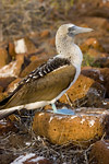 Blue-Footed Boobie