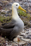 Waved Albatross on Nest