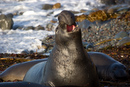 Elephant Seal