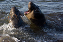 Elephant Seals