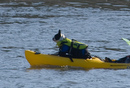 Kayaking Boston Terrier