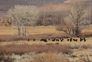 Eastern Sierra Landscape