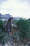 Gentoo Penguin