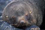 Fur Seal Bull