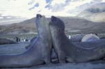 Elephant Seals Fighting