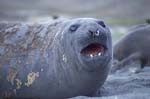 Molting Elephant Seal