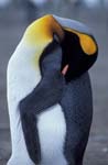 Sleeping King Penguin