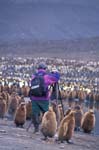 Mary Campbell and King Penguins