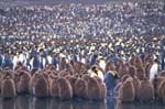 King Penguin Colony