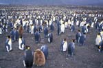 King Penguin Colony