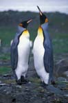 King Penguins