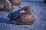 Skua Resting on the Beach