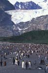 King Penguins and Icefall