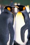 King Penguins