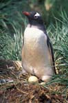 Gentoo Penguin with Egg