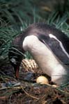 Gentoo Penguin with Egg