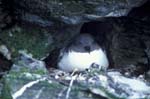 Nesting Petrel