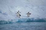 Adelie Penguins on Ice