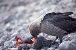 Feeding Skua