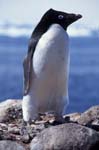 Adelie Penguin