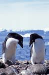 Adelie Penguins