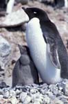 Adelie Penguin and Chick