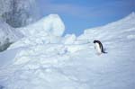 Adelie Penguin on Ice