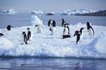 Adelie Penguins on Ice