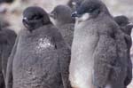 Adelie Penguin Chicks