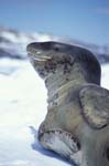 Leopard Seal