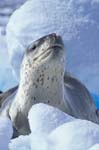 Leopard Seal