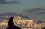Gentoo Penguin at Sunset