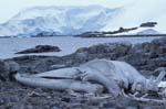 Blue Whale Skeleton