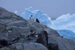 Gentoo Penguins