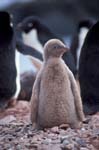 Leukistic Adelie Penguin Chick