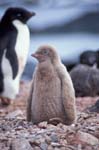 Leukistic Adelie Penguin Chick