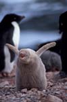 Leukistic Adelie Penguin Chick