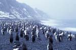 Chinstrap Penguins