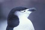 Chinstrap Penguin