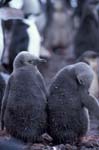 Chinstrap Penguin Chicks