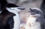 Chinstrap Penguin and Chick