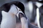 Chinstrap Penguin Feeding Chick