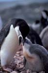 Chinstrap Penguin Feeding Chick