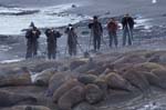 Photographers and Elephant Seals