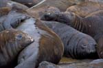 Elephant Seals