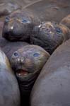 Elephant Seals