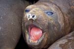 Elephant Seal