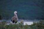 Male Upland Goose