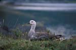 Male Upland Goose