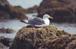 Sea Gull